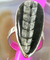 Orthoceras und 925 Sterling Silber, Ring