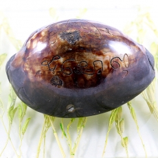 Amulett aus Thailand, Kaurimuschel
