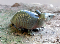 Gürteltier,Porzellanminiatur