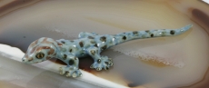Gecko, Tokey, Porzellanminiaturen