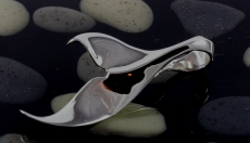 Walfluke, Anhänger 925 Sterling Silber