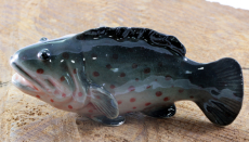 Zackenbarsch, Fisch, Porzellanminiatur