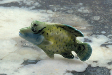 Fisch, Porzellanminiatur