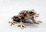 Frosch, Porzellanminiatur