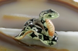 Python, Porzellanminiatur