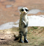 Lemur, Katta, Porzellanminiatur
