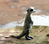 Lemur, Katta, Porzellanminiatur