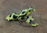Frosch, Gelbgebänderter Baumsteiger,Miniatur,Porzellanminiatur