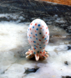 Tintenfisch, Krake, Oktopus,Porzellanminiatur