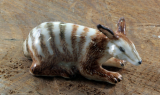 Numbat, Ameisenbeutler, Porzellanminiatur