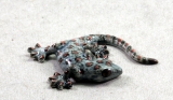 Gecko, Tokey, Porzellanminiatur
